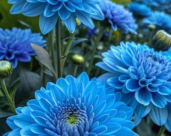 May include: A close-up of a cluster of vibrant blue flowers with delicate petals. The flowers are in full bloom and have a soft, velvety texture. The background is blurred, creating a sense of depth and focus on the flowers.