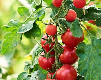 Tomate Kas 21 Typ 2 Tomaten Samen Fleischtomate Rosa/Lila/Rot aus  Deutschland Tomaten Genuss Samenfest Gemse Samen Tomaten Saatgut - Etsy.de