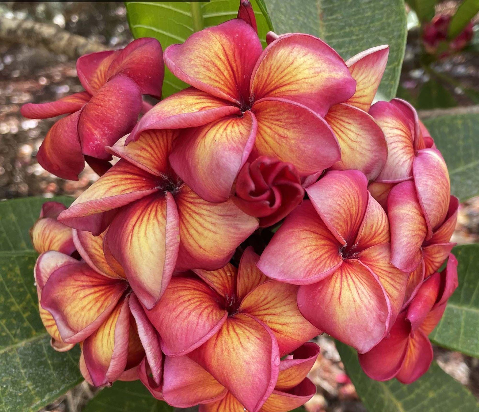 bergpalme variegata Philodendron Caramel Marble variegated – TEG