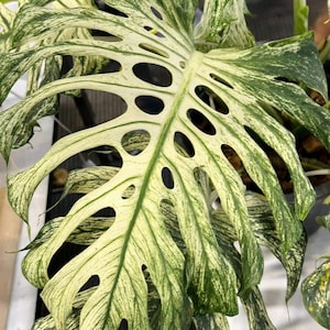 Pode incluir: Close-up de uma folha variegada de Monstera deliciosa. A folha é uma mistura vibrante de verde e branco creme, com grandes buracos ovais. As bordas da folha são ligeiramente onduladas e as veias são claramente visíveis.