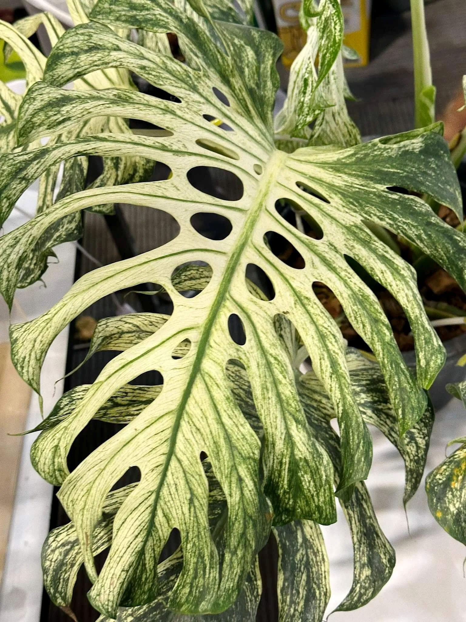 モンステラ デビル 斑入り巨大観葉植物 2粒 - Etsy 日本