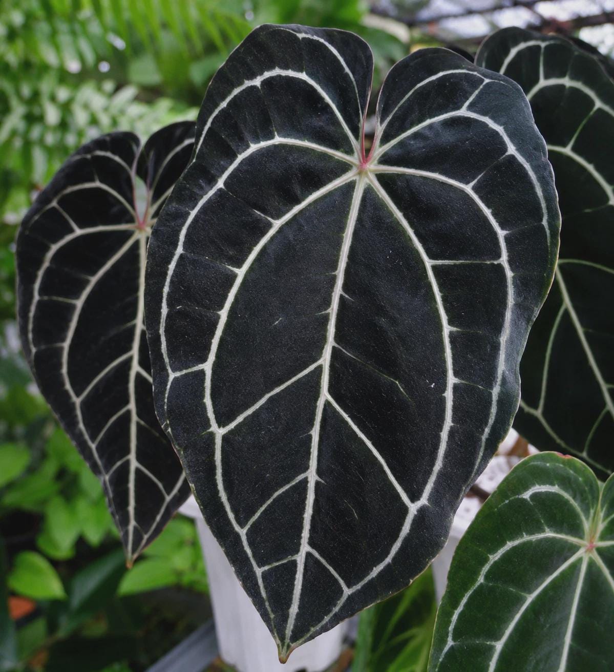 Anthurium michelle - Etsy 日本