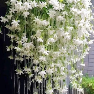 Blooms93 Skyflower Perennial Weeping Jasmine 10 Seeds Zaden Jasminus