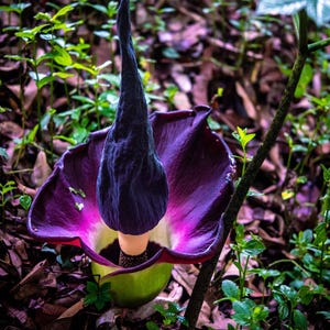 Amorphophallus atroviridis - Etsy 日本