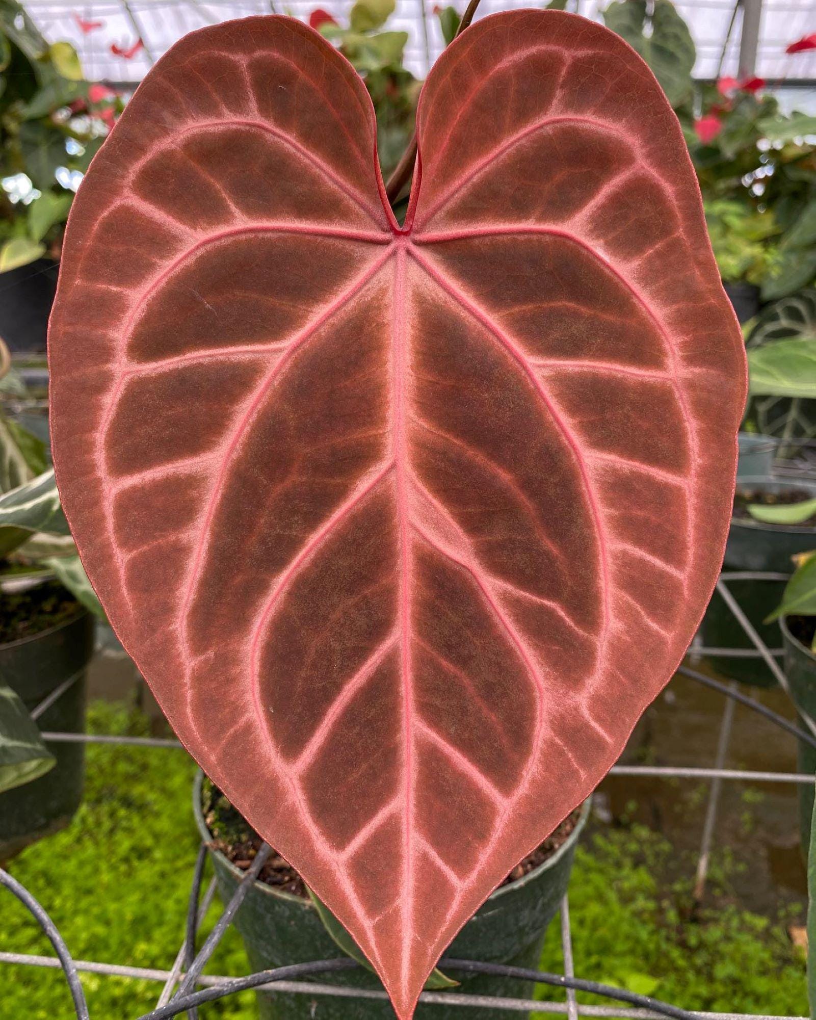 Anthurium king of spades plant - Etsy 日本 Anthurium king of spades plant - Etsy 日本