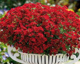 Melo250 Nemesis Nemesia Elfenspiegel rood 20 zaden