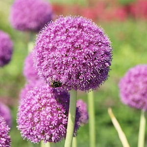 Melo1624 ジャイアントアリウム ピンクフロイド