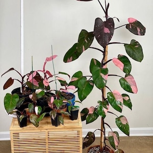 Blooms1650 Climbing plant Philodendron pink Princess 5 seeds