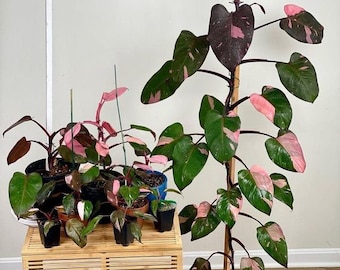 Blooms1650 Climbing plant Philodendron pink Princess 5 seeds