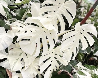 Blooms1681 Monstera blanca Alba 3 semillas plantas de interior