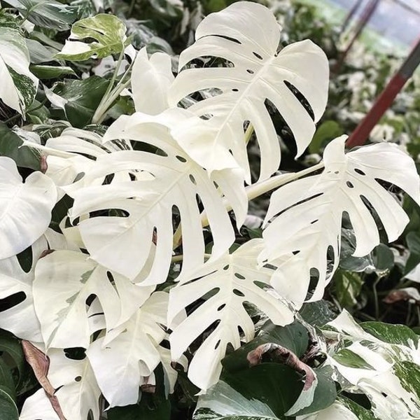 Blooms1681 Monstera blanc Alba 3 graines plantes d'intérieur