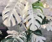 Blooms1681 Monstera White Alba 3 Seeds Indoor Plants - Etsy Israel