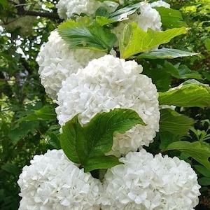 Puede incluir: Primer plano de un grupo de flores de hortensias blancas en plena floración en un arbusto verde. Las flores están en plena floración y tienen una textura delicada y esponjosa.