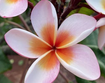 Melo613 素敵な花 フランジパニ ピンクホワイト フィオイ科プルメリア