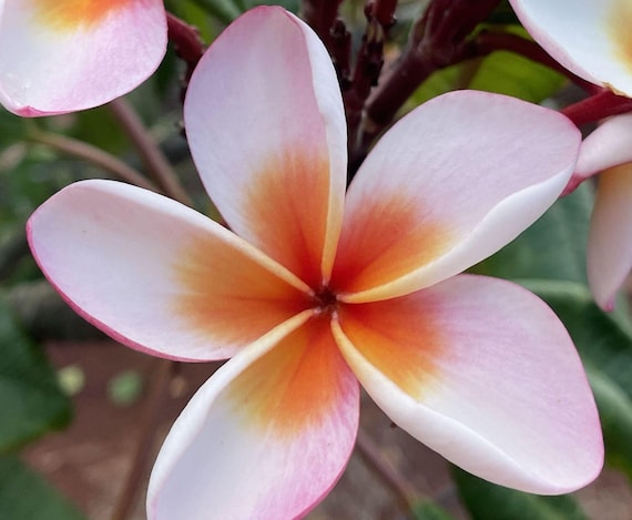 Frangipani Flower Cologne | Jo Malone London