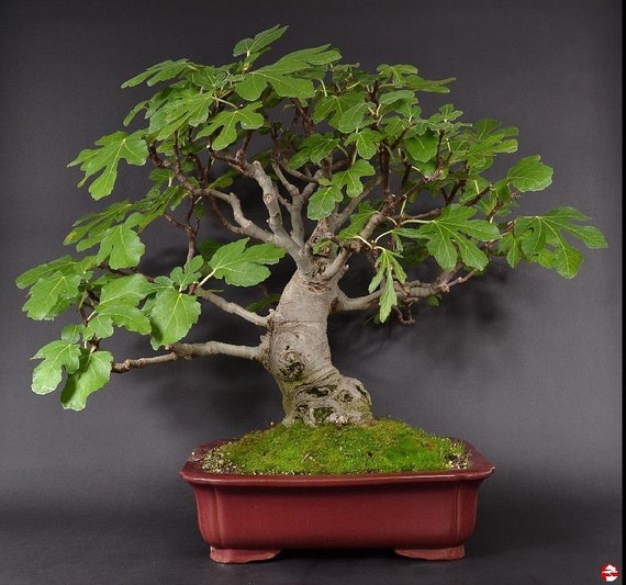 efeu lehmboden Efeu - Hedera helix
