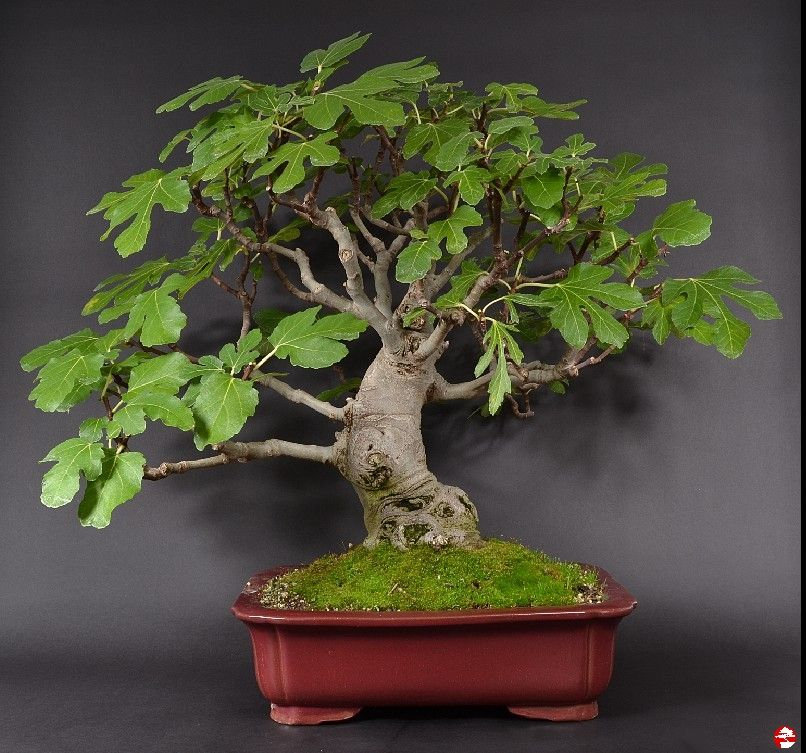 Blooms555 Bonsai Feigenbaum Feigen 5 Samen - Etsy sterreich