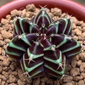 Melo1642 Astrophytum knither Couleur Cactus Cactus 5 graines