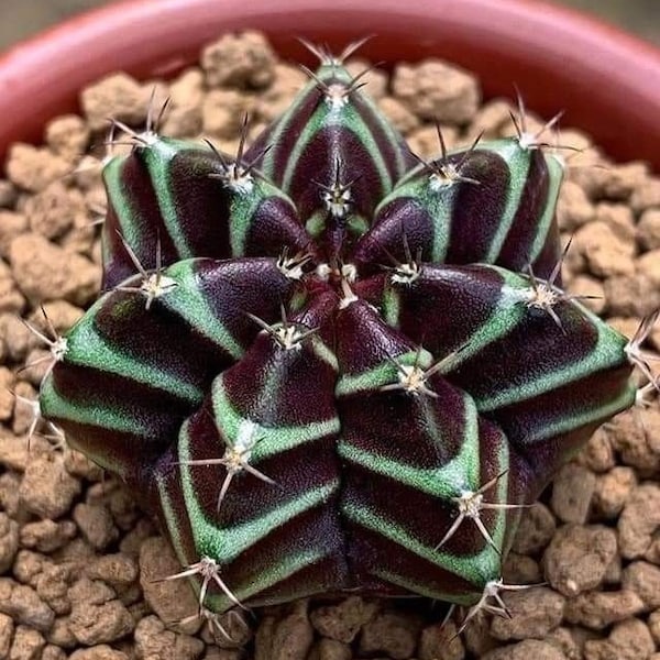 Melo1642 Astrophytum knither Color Kaktus Cactus 5 Samen