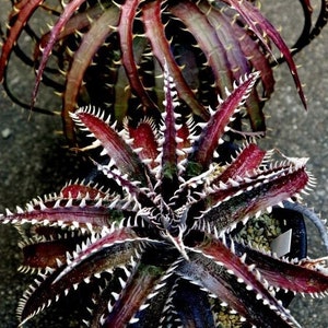 Puede incluir: Dos plantas de bromelias con hojas espinosas de color rojo oscuro. Las hojas tienen bordes blancos y están dispuestas en forma de roseta.