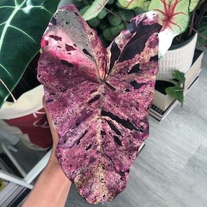 Blooms2859 Colocasia lila Mojito 3 frön Tarofrön Elefantöra