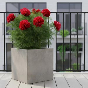 Peut inclure: Un pot carré en béton gris rempli d'une plante verte et de fleurs rouges vibrantes. La plante est posée sur une terrasse en bois avec une balustrade noire et un bâtiment en arrière-plan.