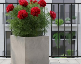 Blooms Paeonia tenuifolia Plena Pfingstrose Rose 5 Samen