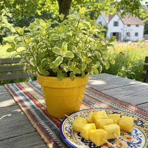 Op de afbeelding: Een gele keramische pot met een muntplant staat op een houten tafel met een kleurrijke loper. Een bord met ananasspiesjes staat in de buurt. De achtergrond toont een tuin en een wit huis.
