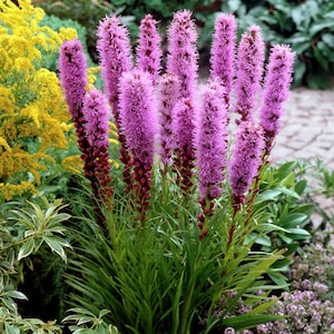 Melo1458 Liatris Gayfeather, planta ornamental perenne de color rosa, 25 semillas