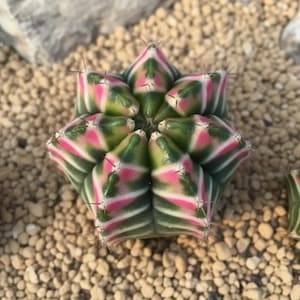 Pode incluir: Um close-up de um cacto vibrante com formato de estrela. O cacto apresenta segmentos listrados verdes, rosa e brancos, com pequenos espinhos. Ele está em uma cama de pequenas pedras claras.