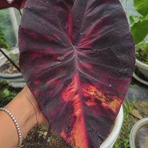 Colocasia pink - Etsy 日本