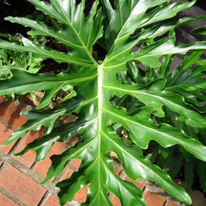 pronounce sansevieria Sansevieria trifasciata Whitney – www.augi-plants.lv