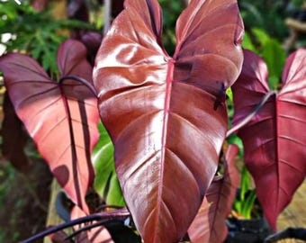 Blooms1682 Philodendron Imperial red Indoor Plants 3 seeds