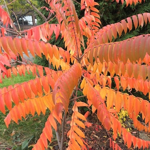 Puede incluir: Primer plano de un árbol con hojas de color naranja y rojo brillante. Las hojas están dispuestas en un patrón simétrico, creando una exhibición visualmente atractiva de follaje otoñal.