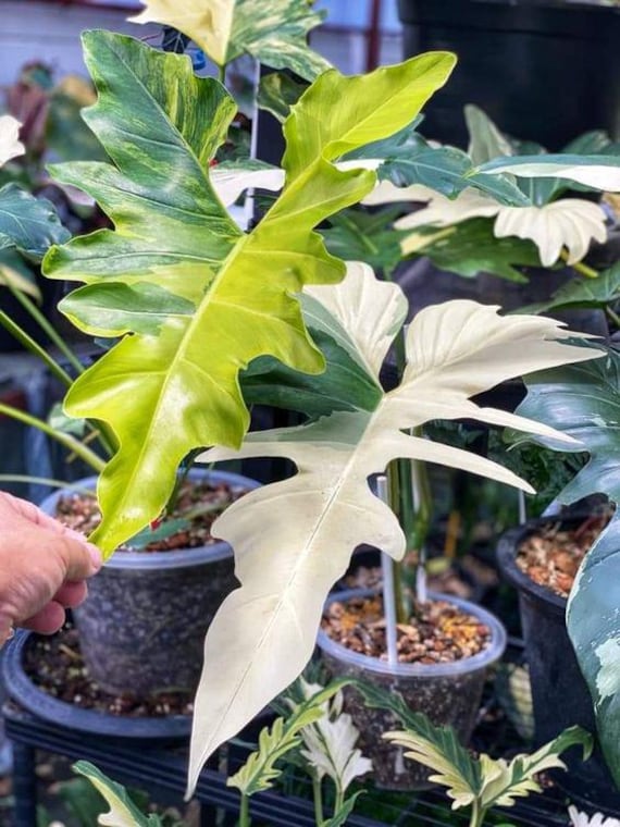 Blooms1749 Philodendron White Dragon Indoorplants 3 Seeds Zaden Seeds -  Etsy Denmark