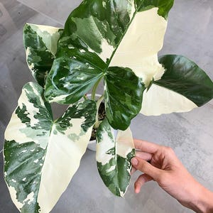 Alocasia okinawa silver - Etsy 日本