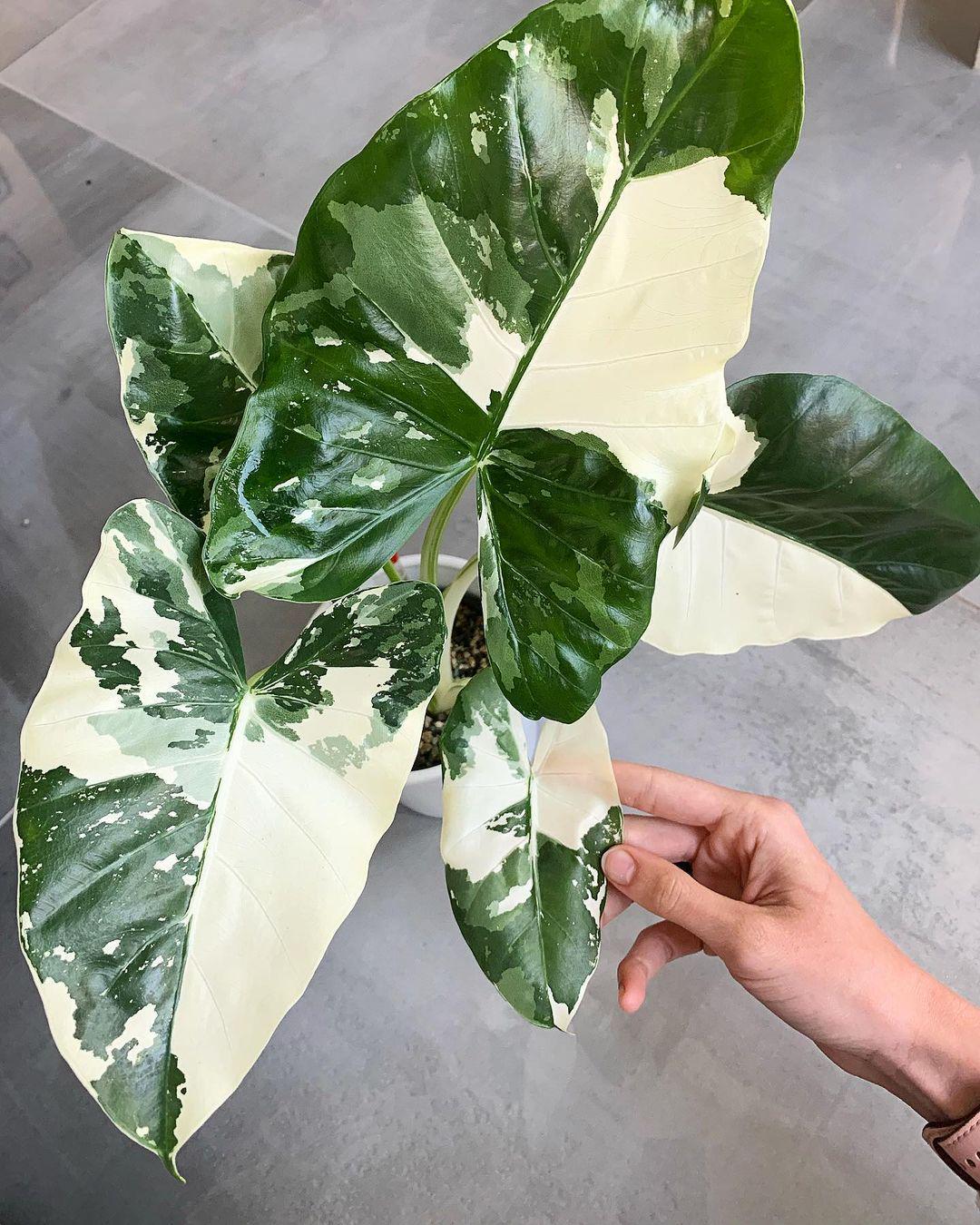 Alocasia venom - Etsy 日本