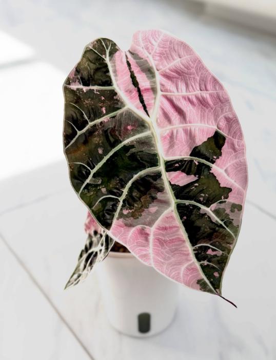 Blooms2763 Alocasia Pink Watsoniana Variegata 2 Seeds - Etsy Canada
