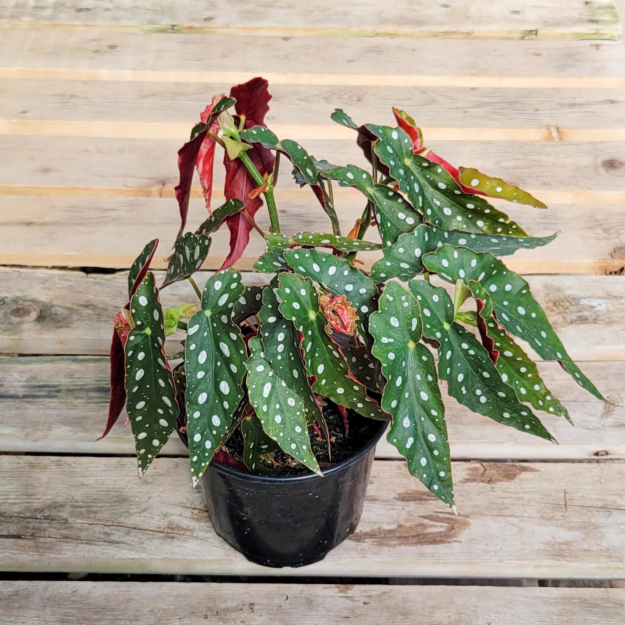 Begonia ferox - Etsy 日本