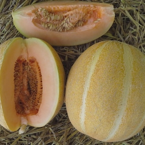Melo1550 Cucumis melo Agrestis seltene Melone 5 Samen Früchte Melonensamen