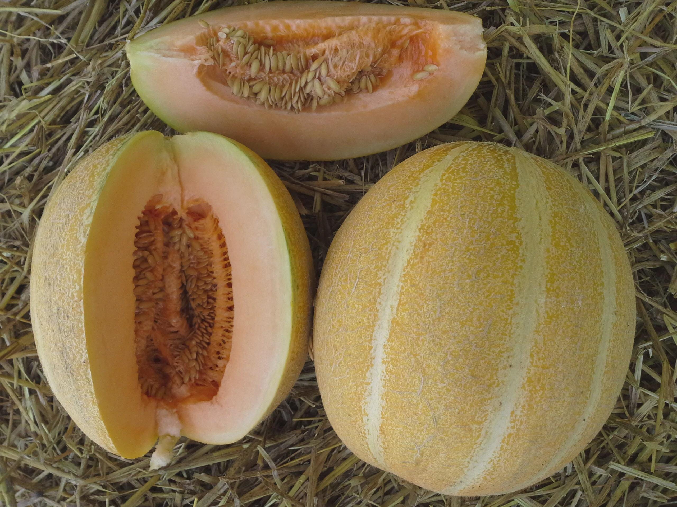 Kajari melon - Etsy 日本