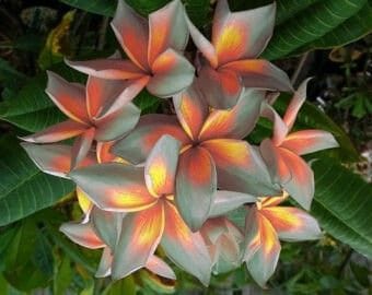 Melo1635 Plumeria Frangipani Moon Temple Tree 2 Seeds