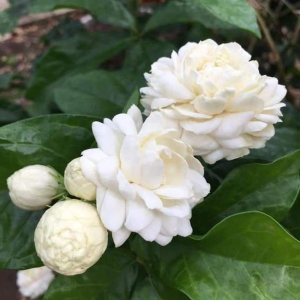 Melo397 Apocynas white Gardenia Flowers 10 seeds