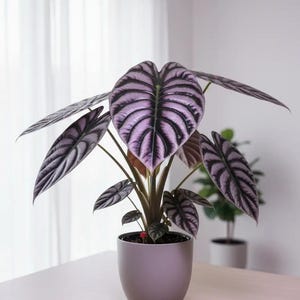 Alocasia nebula - Etsy 日本