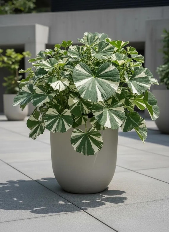 POWERS TO FLOWERS - Ginkgo Biloba Mini In Vaso Ceramica Bianco – Pianta Vera Fossile Vivente
