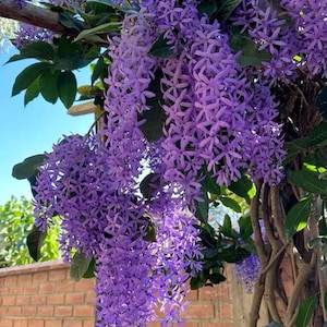 Può includere: Immagine di una pianta rampicante con grappoli di fiori viola a cascata. I fiori pendono, creando un'esposizione lussureggiante e strutturata. Foglie verdi e un cielo azzurro chiaro forniscono uno sfondo contrastante. Sono visibili anche un muro di mattoni e una struttura in legno.