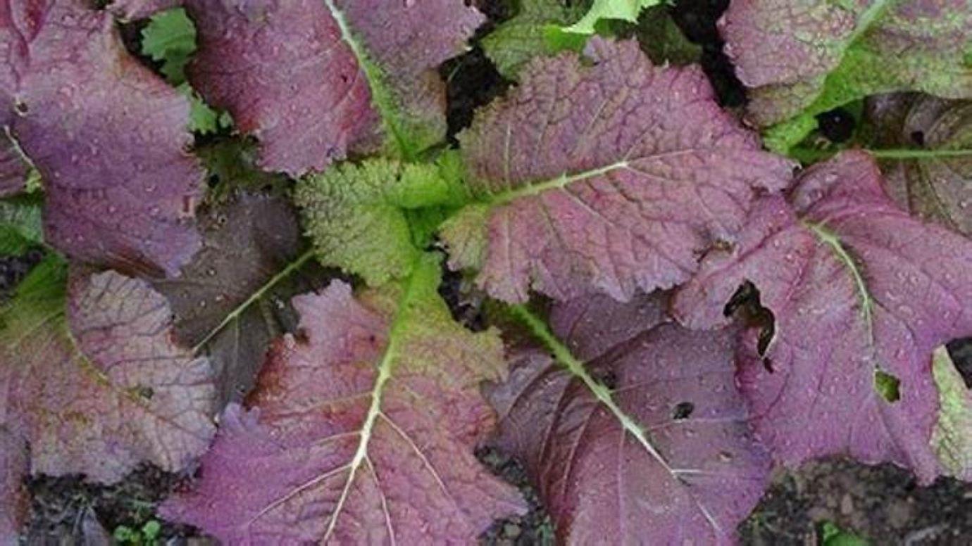 OS1045 Asia Salat red purple Lettuce sehr Vitaminreich 20 Samen