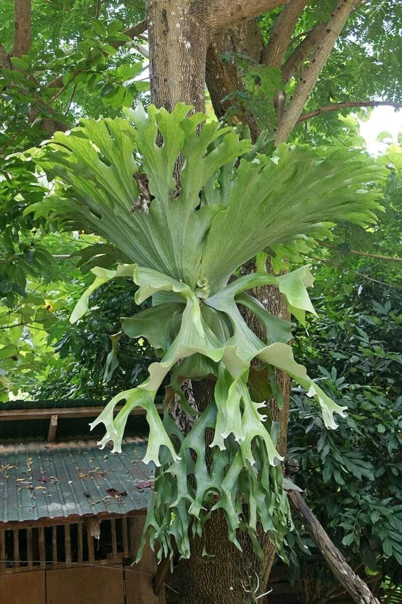 Blooms 1527 Platycerium Superbum Staghorn Fern 20 Seeds - Etsy Canada