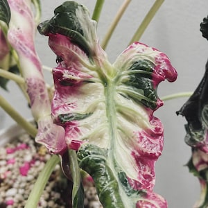 Alocasia pink venom - Etsy 日本