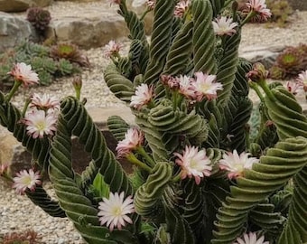 Peruvian Apple Cactus Cereus Repandus - Etsy 日本